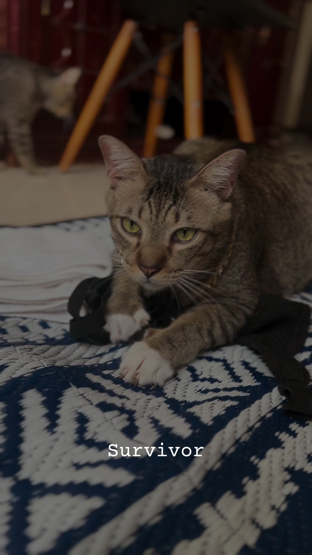 @17meows