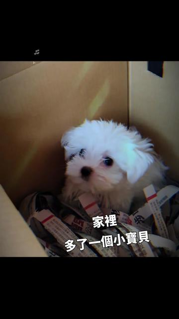 @叭十牌平底鍋🍳把你敲成仨筆😳