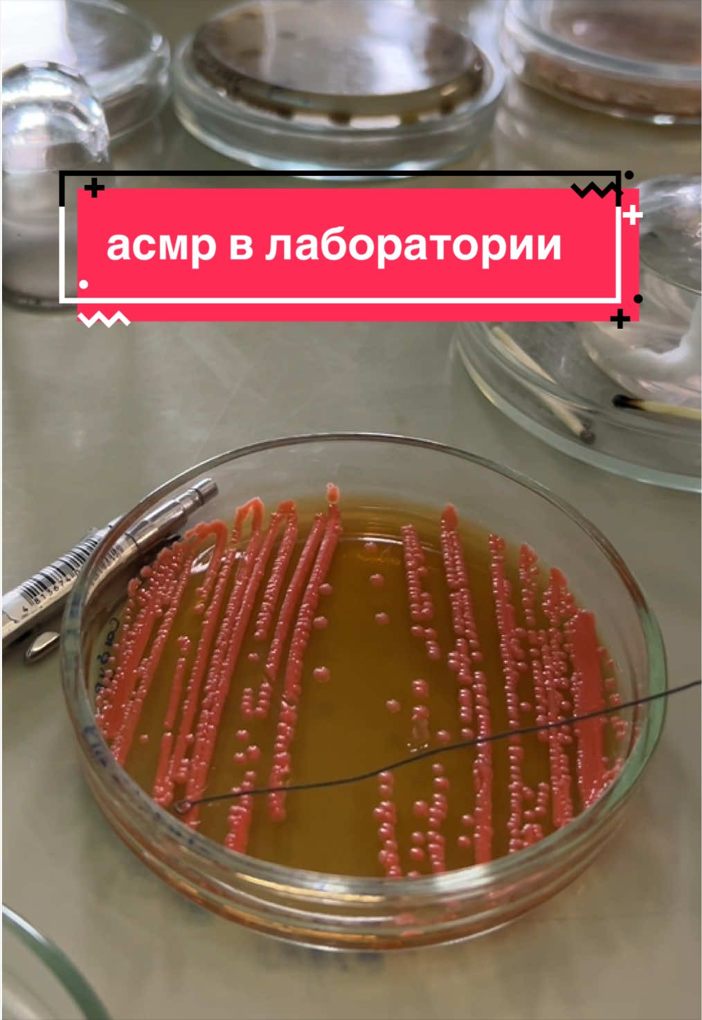 @лизка диу