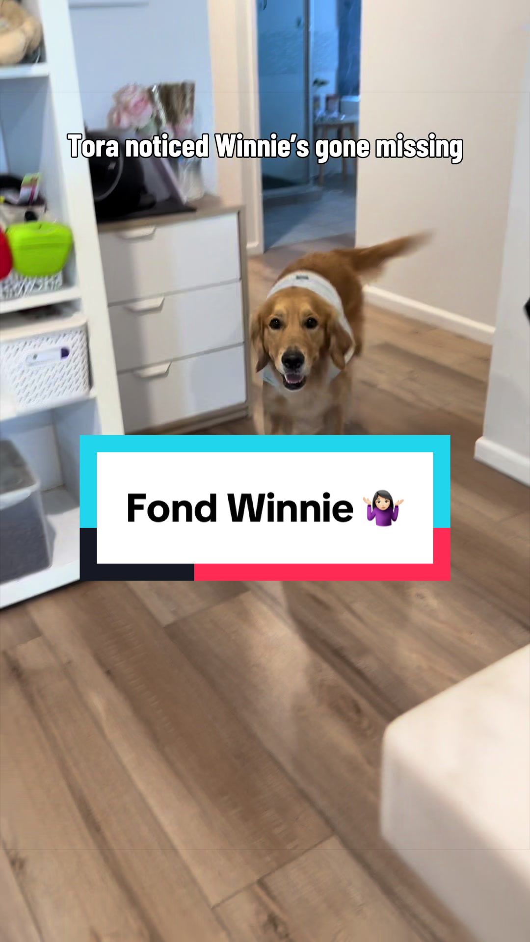 @3goldenretriever