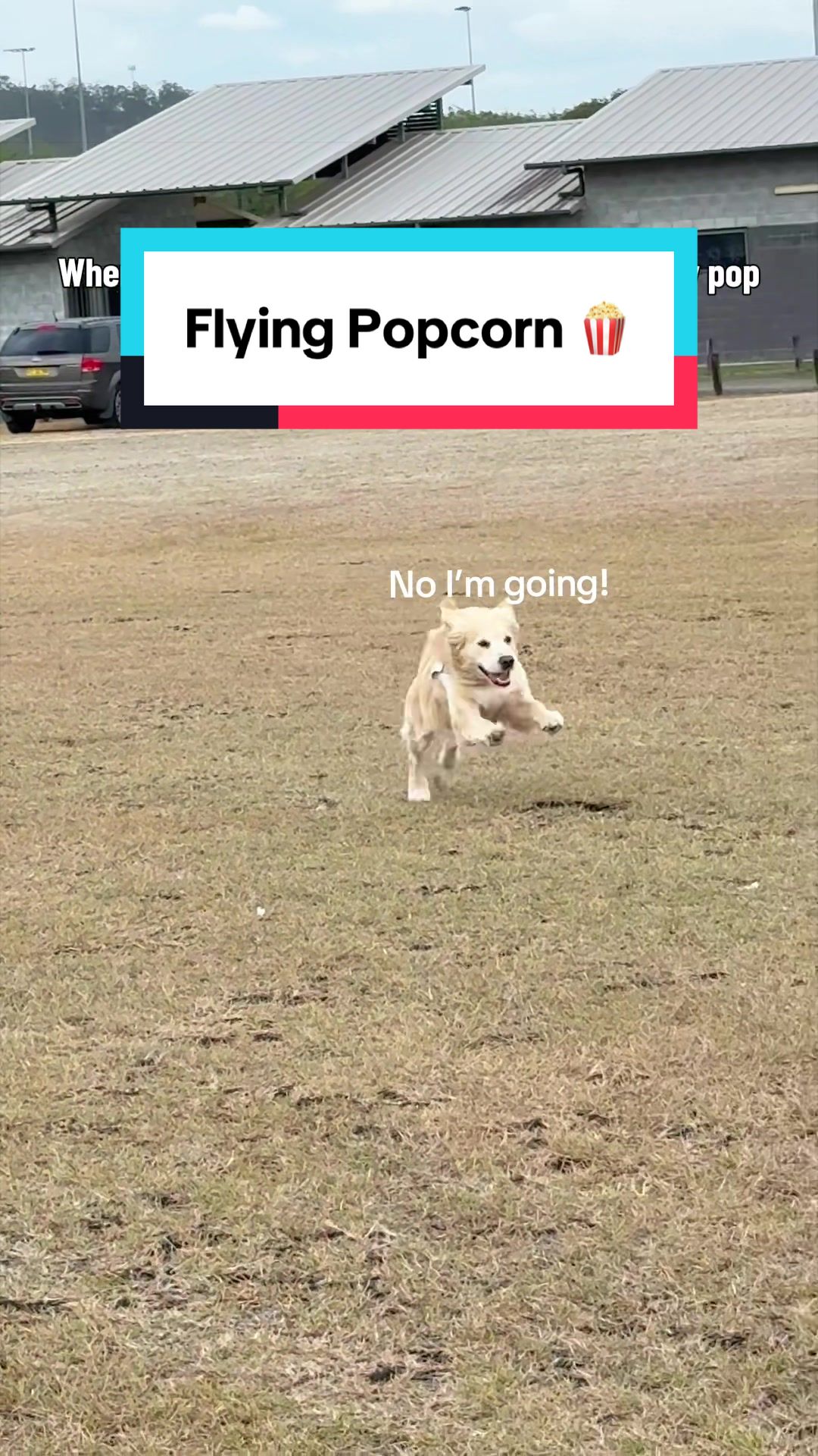 @3goldenretriever