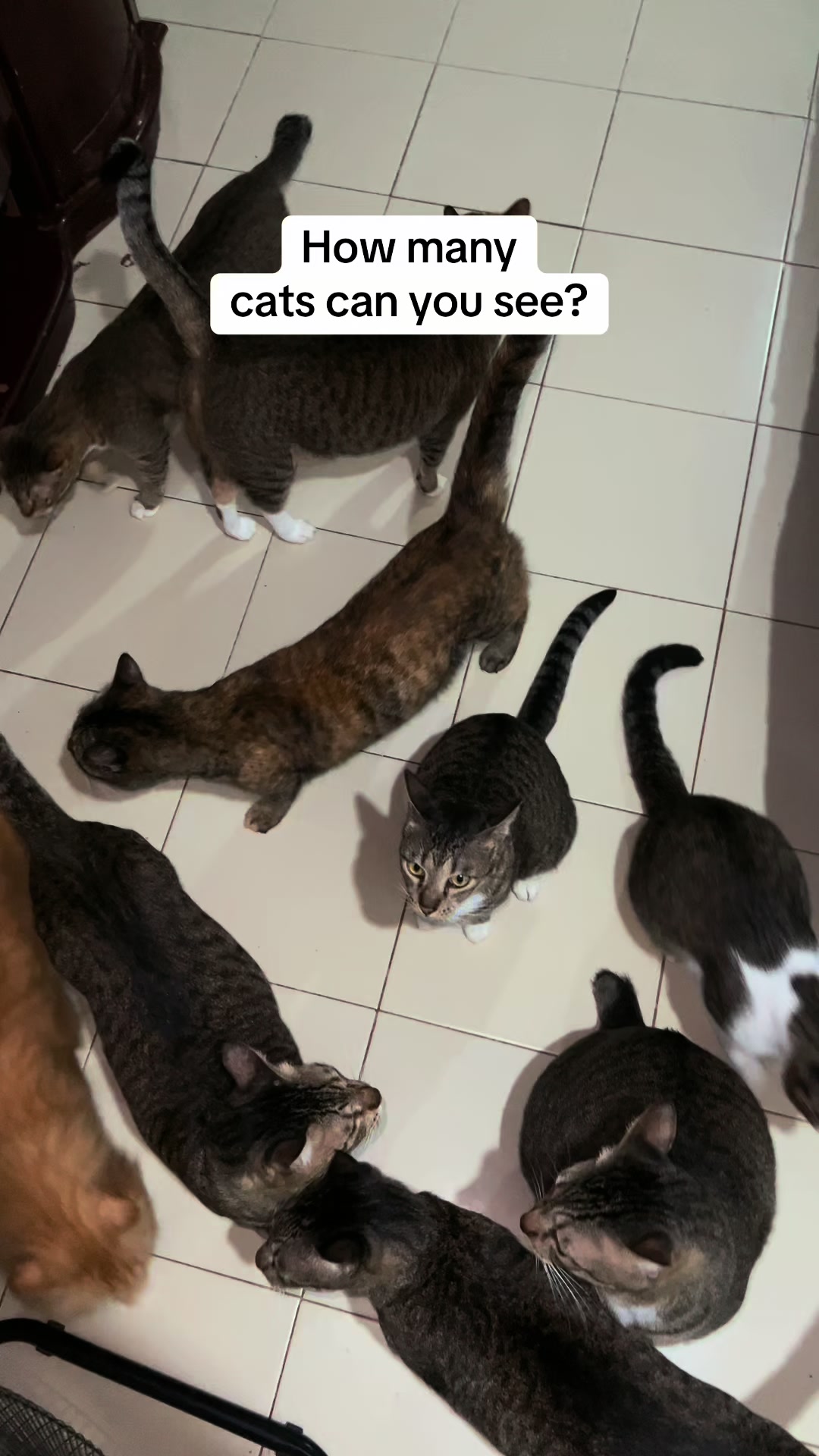 @17meows