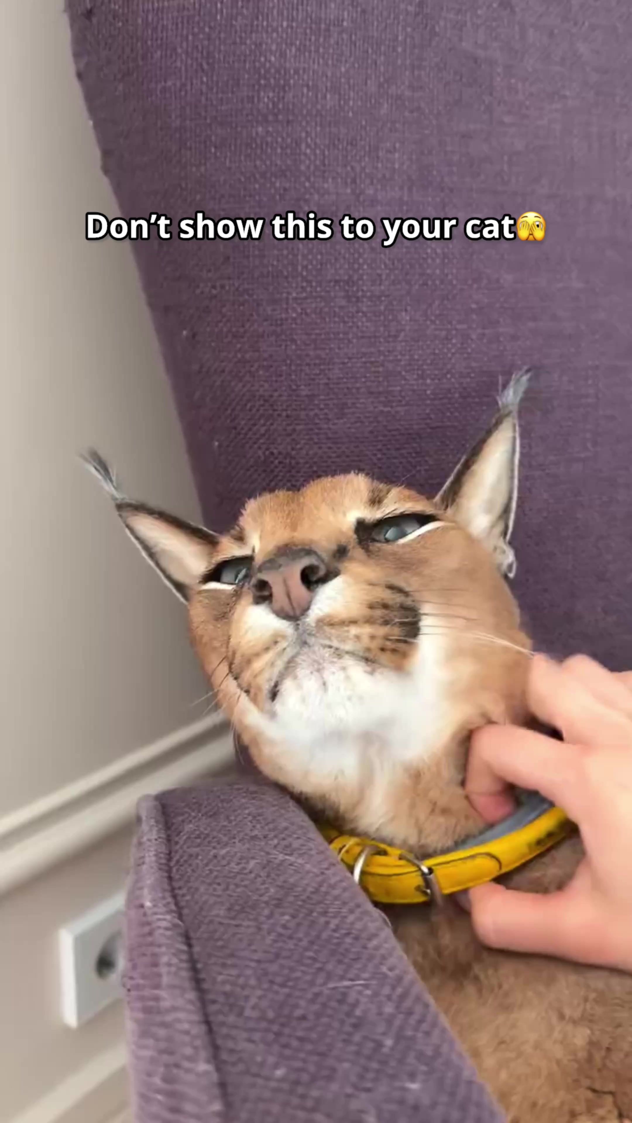 @Pumba Caracal