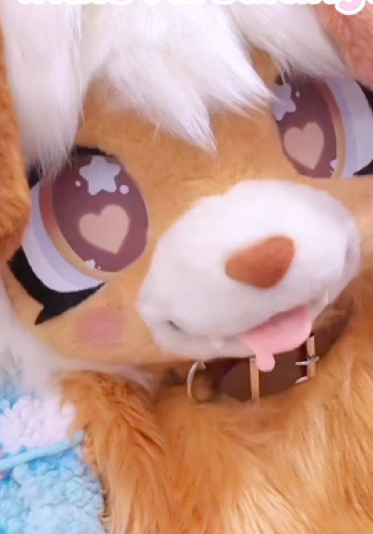 @🦴🐾🍮🎀 shy  🎀🍮🐾🦴