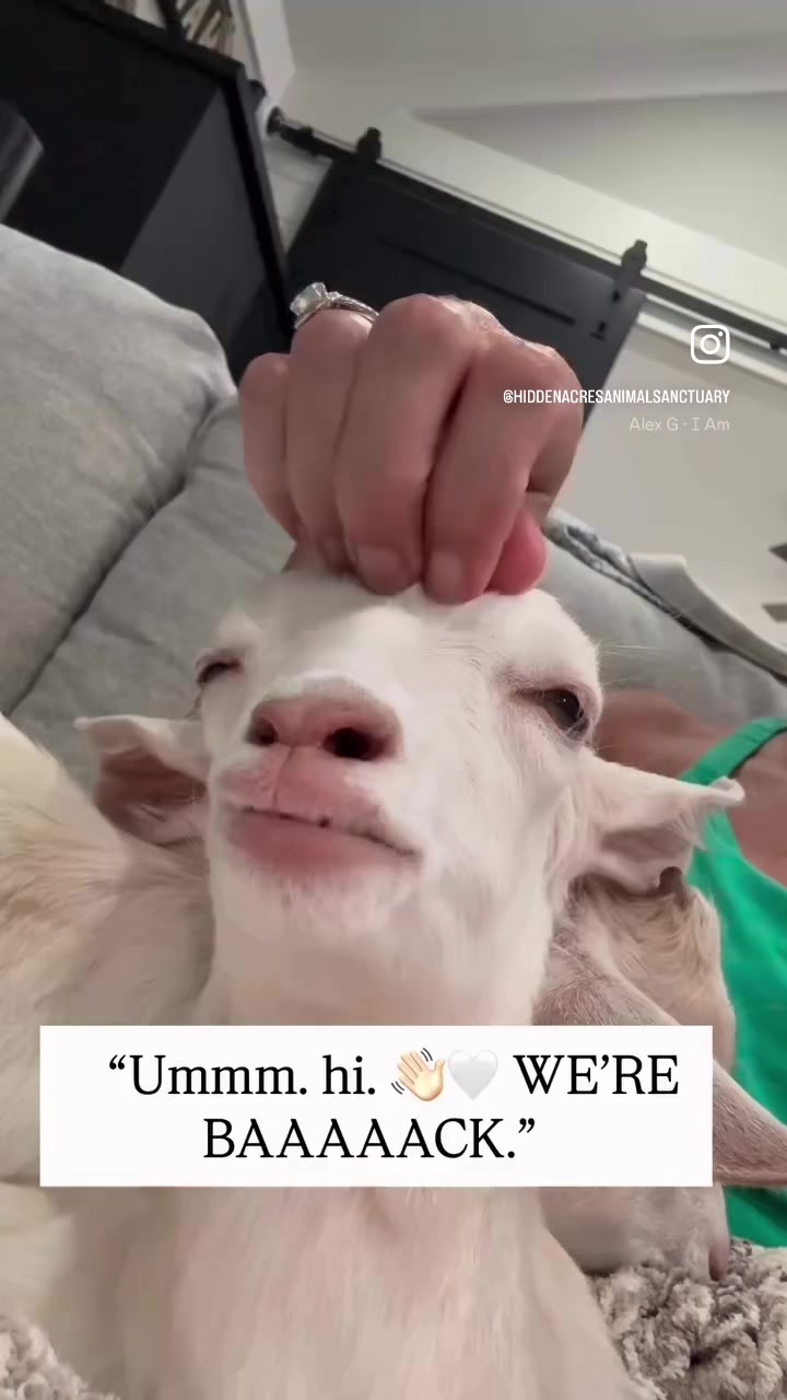 @Hidden Acres Animal Sanctuary