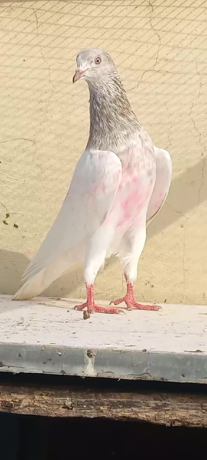 @Ranakasuripigeon