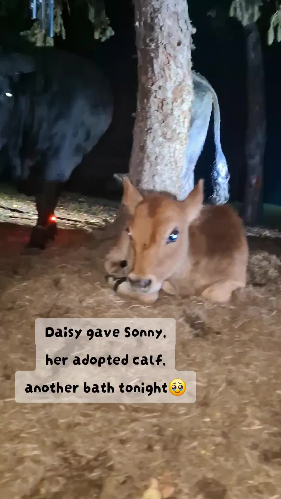 @Dakotafunnyfarm