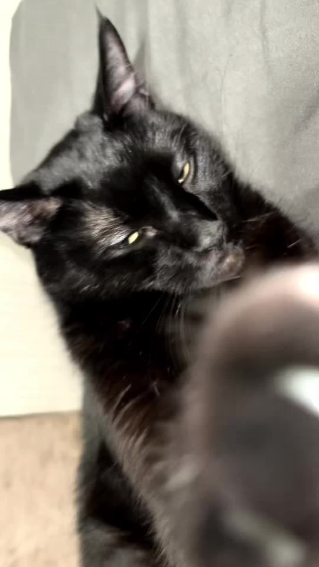 @🕸️