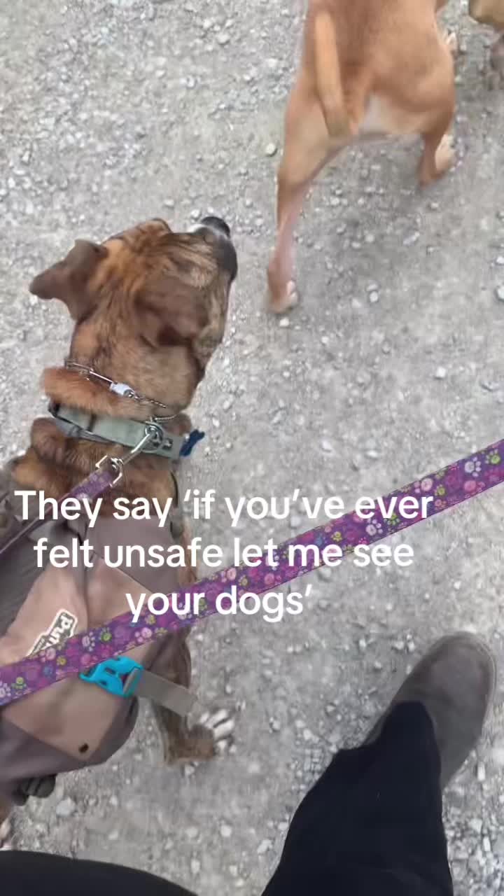 @Service_dog_Lexi