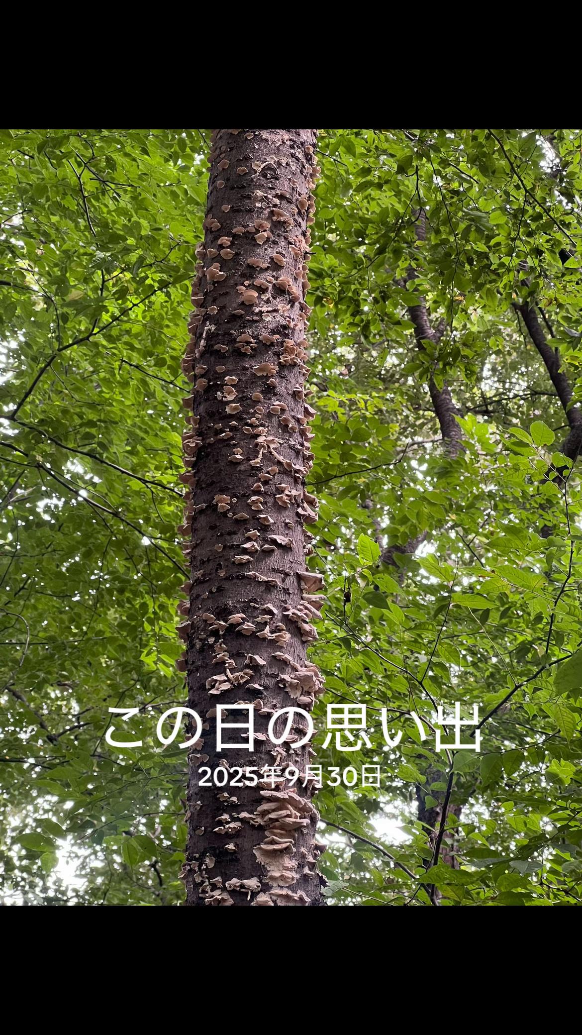 @納豆の光