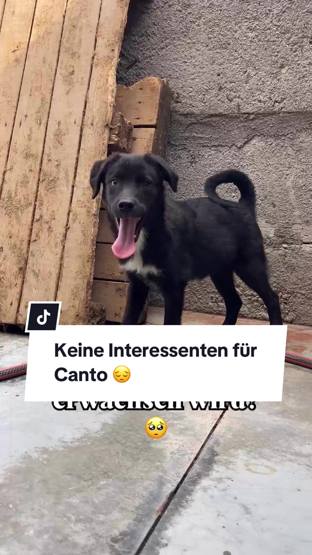 @Ein Herz f&uuml;r Streuner e.V.