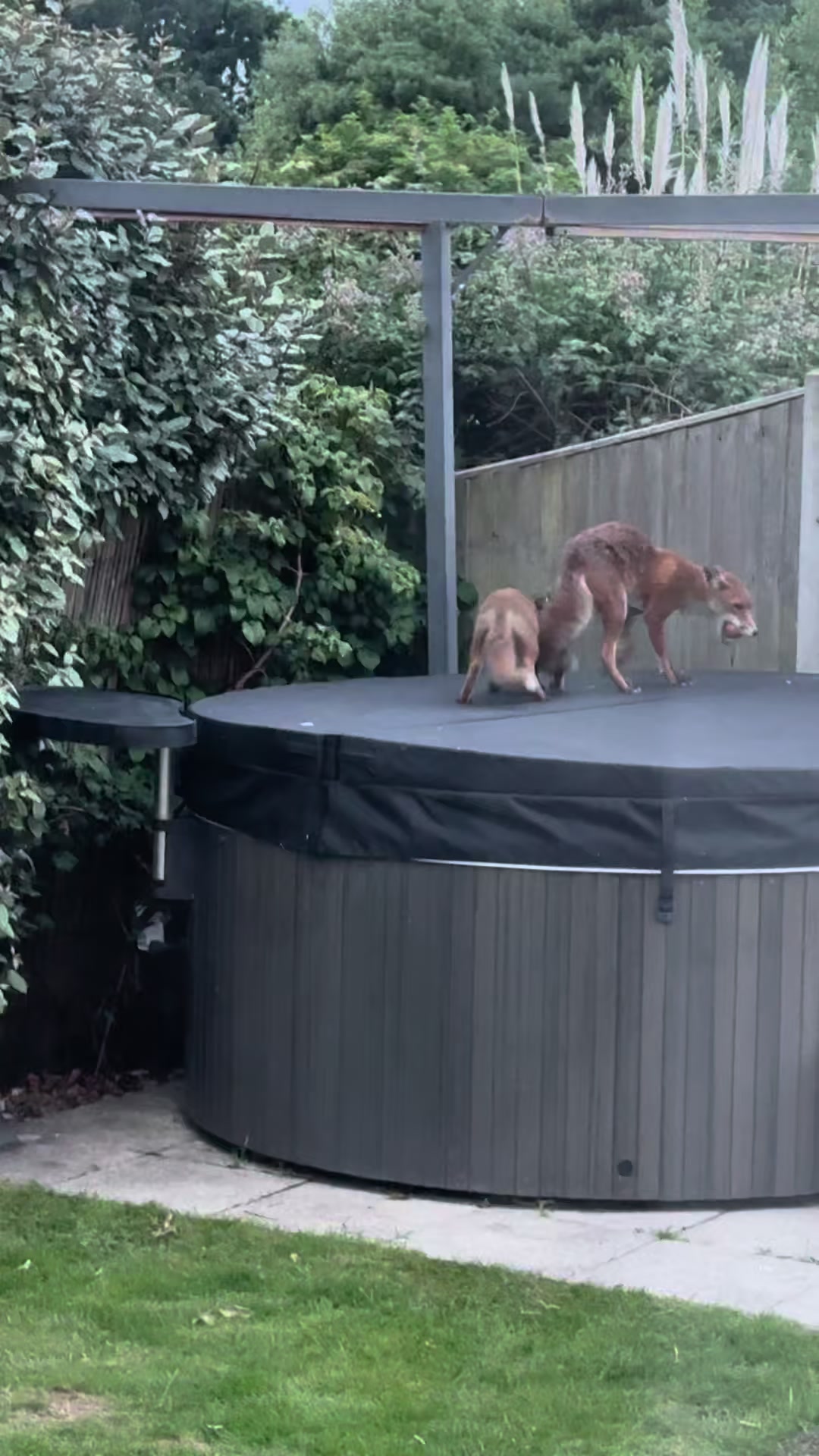 @gp_foxes