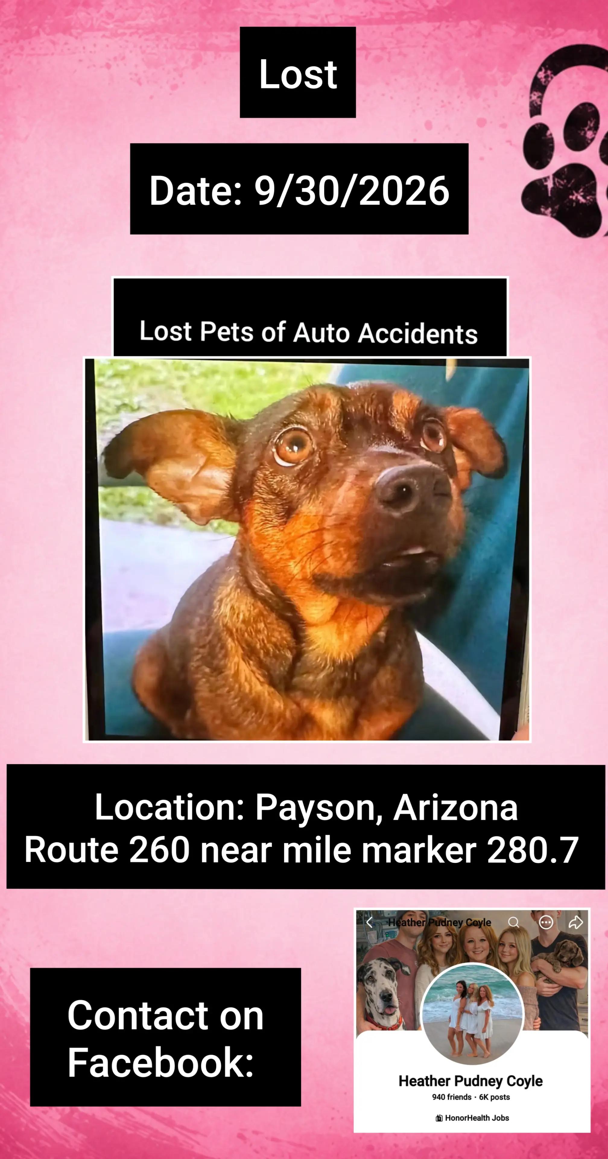 @Lost Pets of Auto Accidents