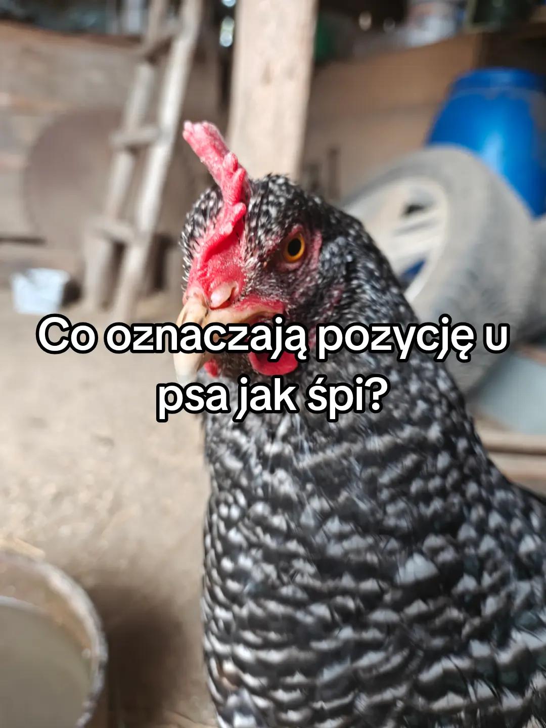 @KochamKurki❤️🐔