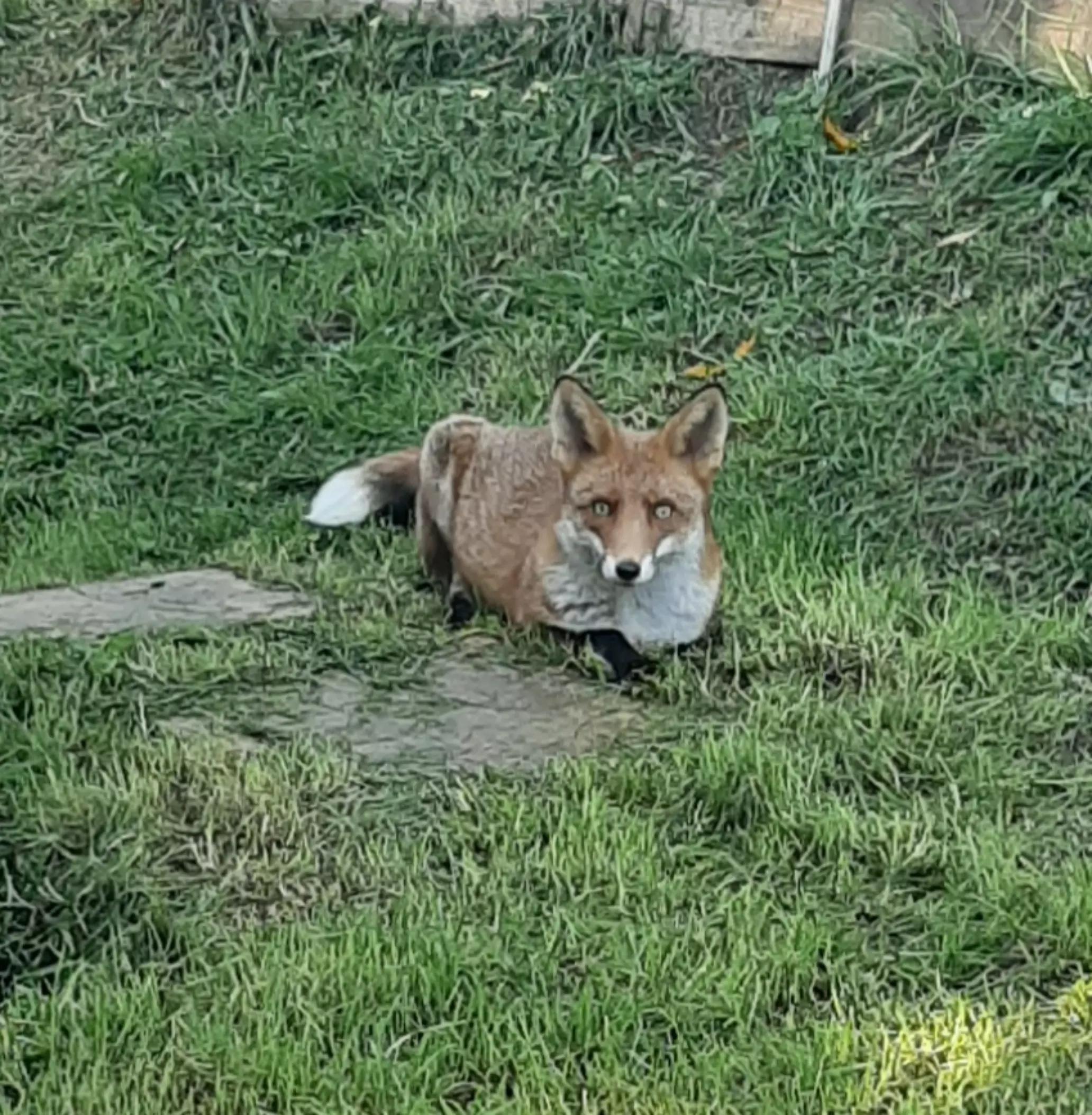 @John the Fox