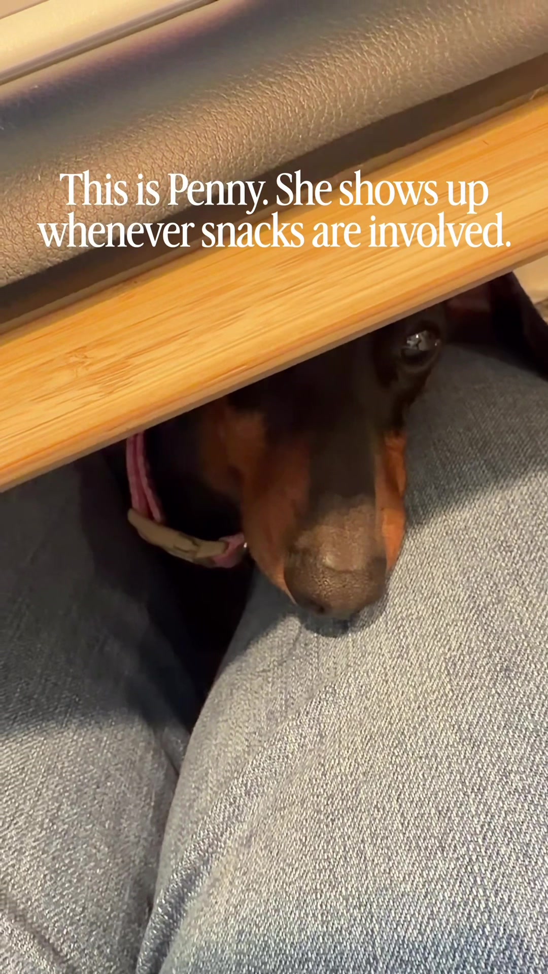 @Penny the Dachshund