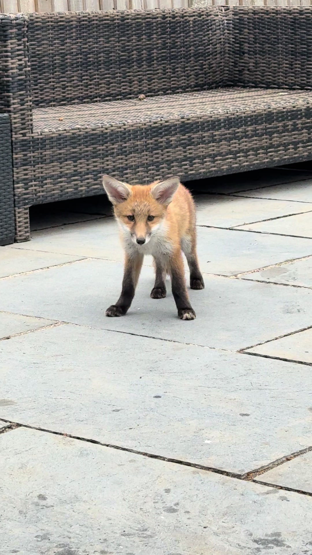 @gp_foxes