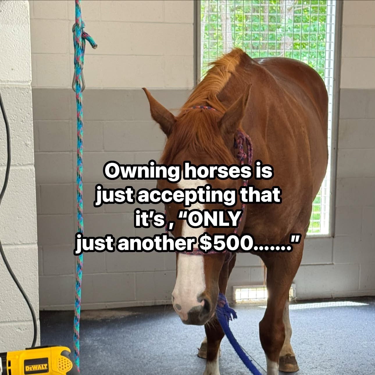 @Horselife