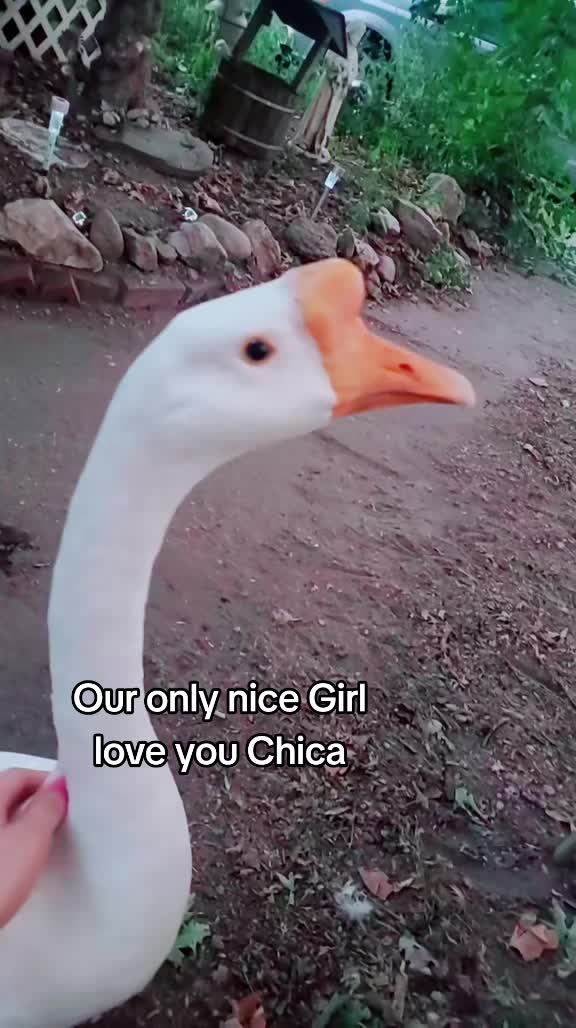 @Pixieamazon