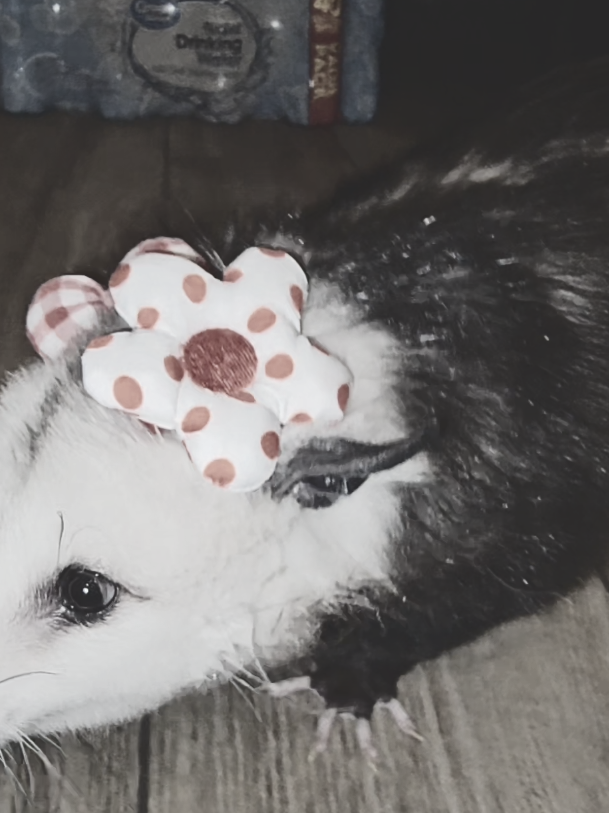 @OPOSSUMDAWGMOM