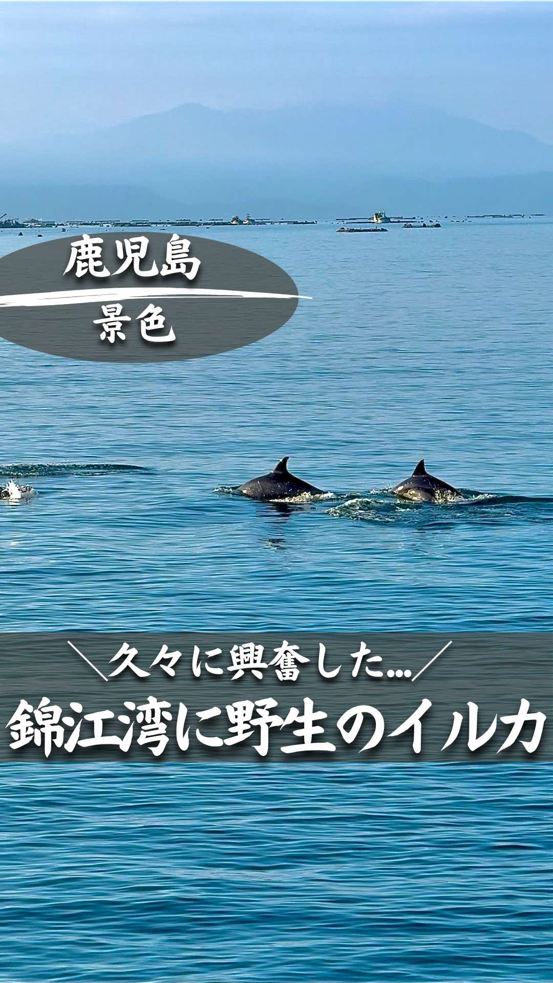 @ポポの休日🌿鹿児島&九州旅🐕