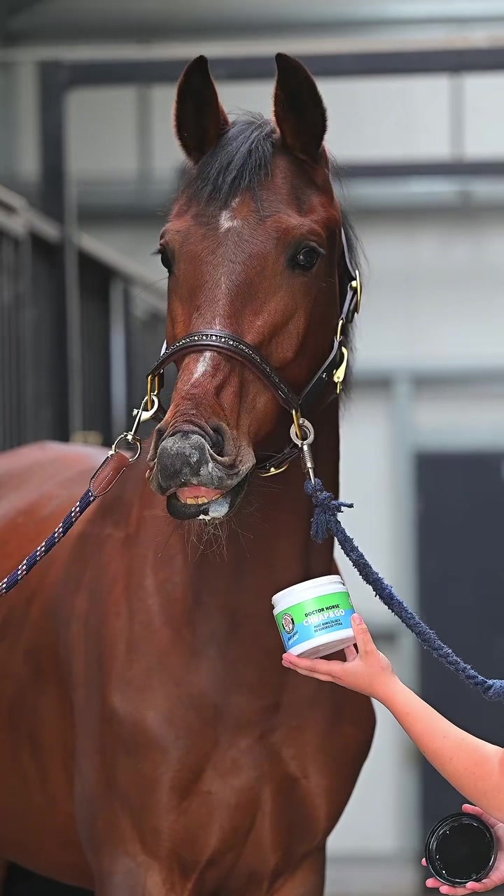 @Doctor Horse