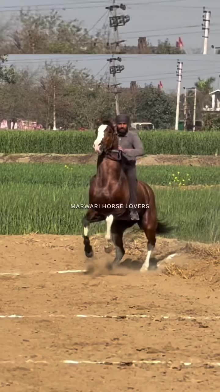 @💐🌾راوی الہ 🌾🪷