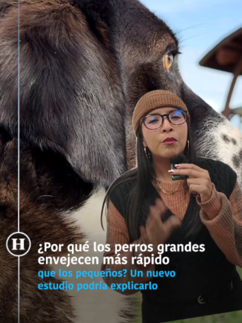 @elheraldodemexico