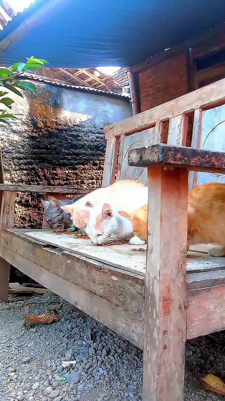 @Biru Cat's Family