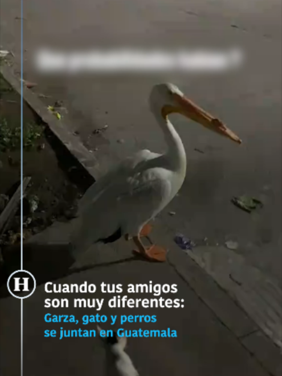 @elheraldodemexico