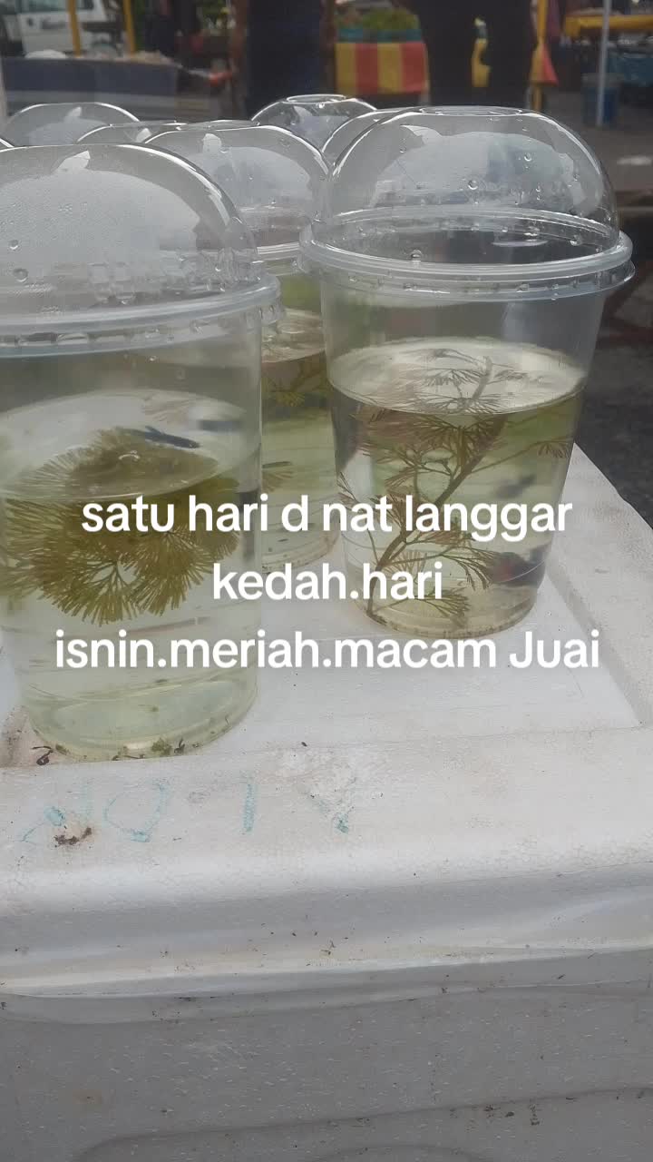 @Wan nasrey