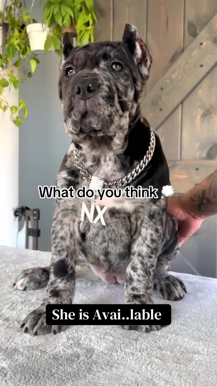 @Andrew cane corso
