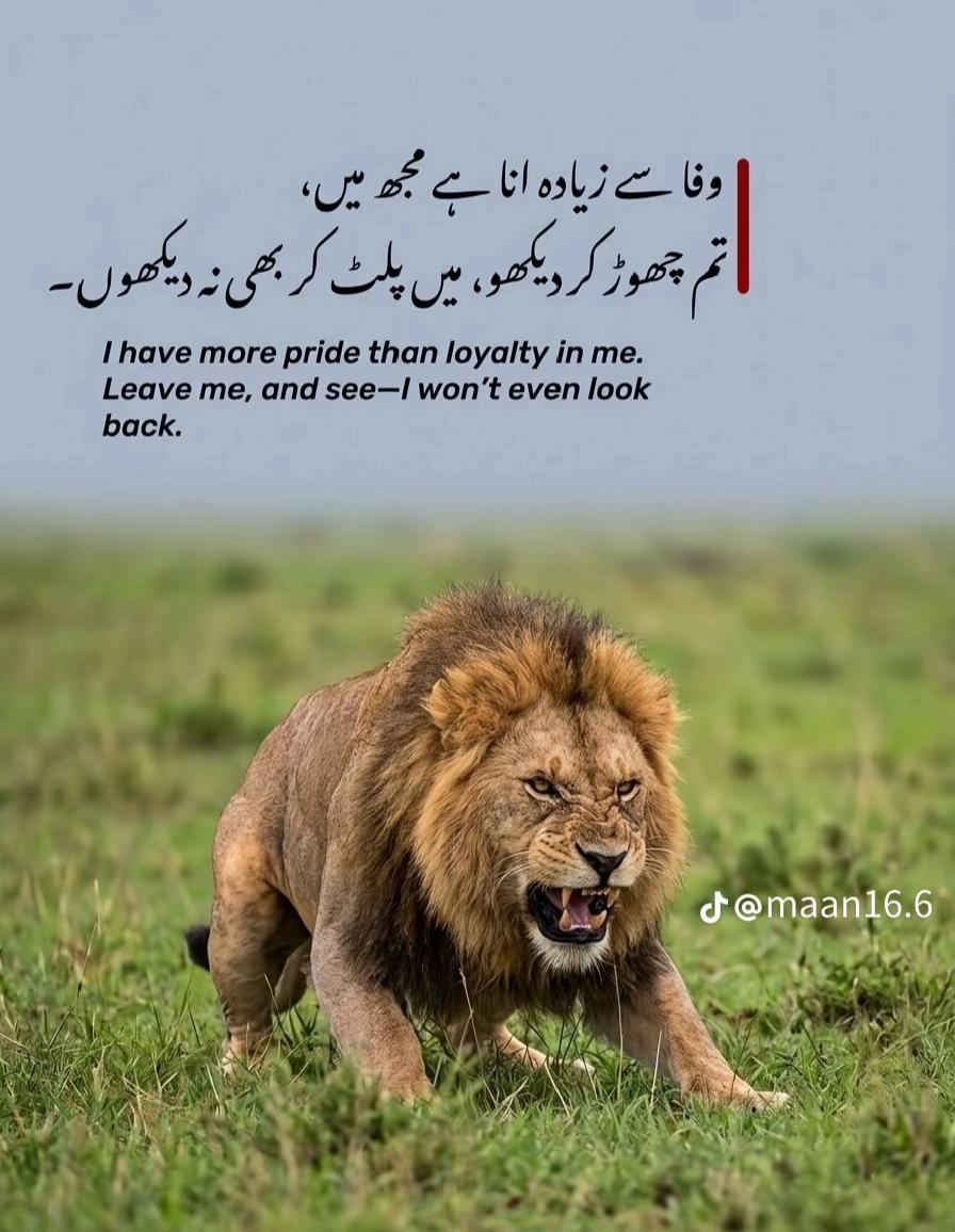 @⚜️𝐋𝐄𝐎𝐍𝐈𝐃𝐀𝐒 ⚜️🇫🇷🇵🇰