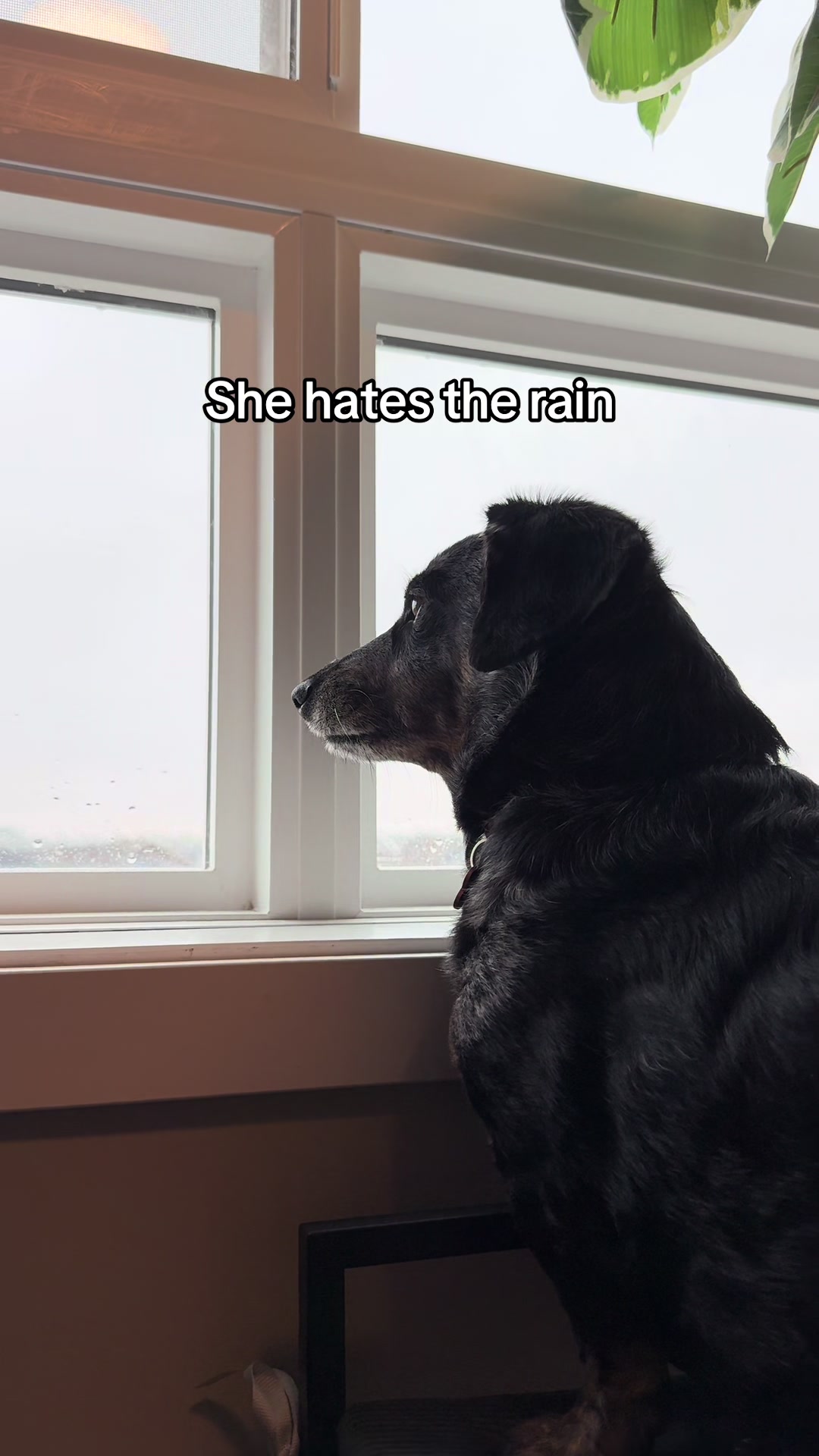 @PastelBabii