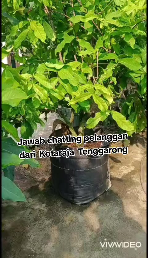@Bibit khusus samarinda