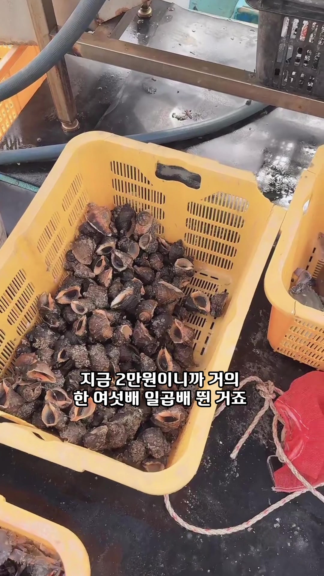 @🤞🏻은주네농원👍노는게 젤 좋아!!!