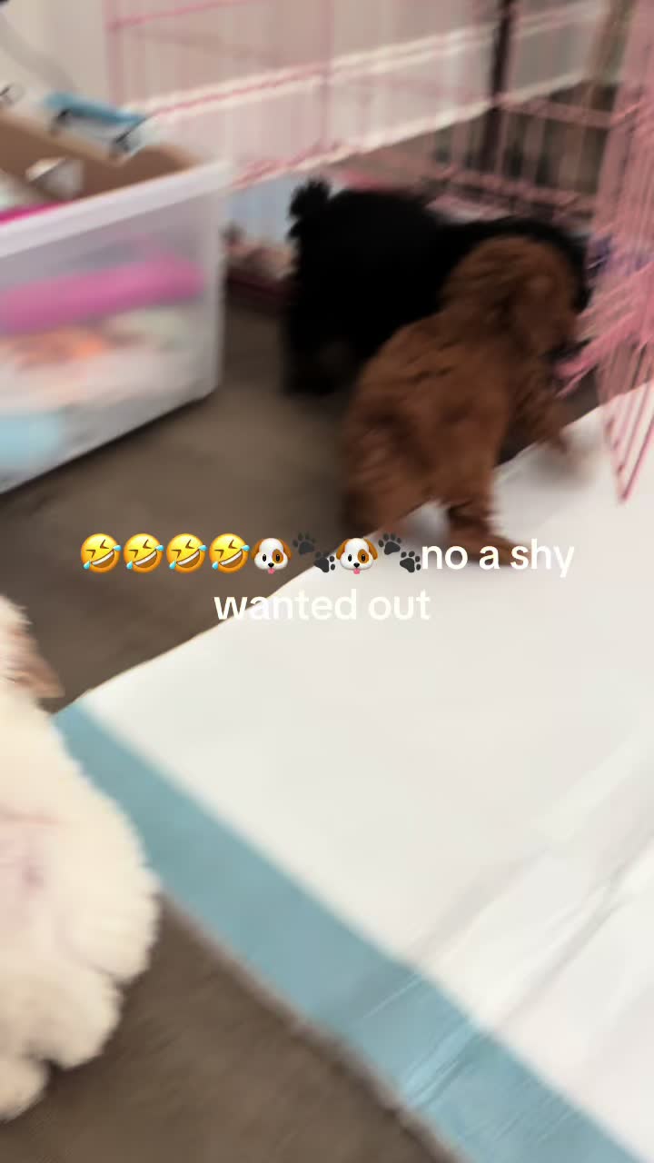 @Shortcake_kennel_2