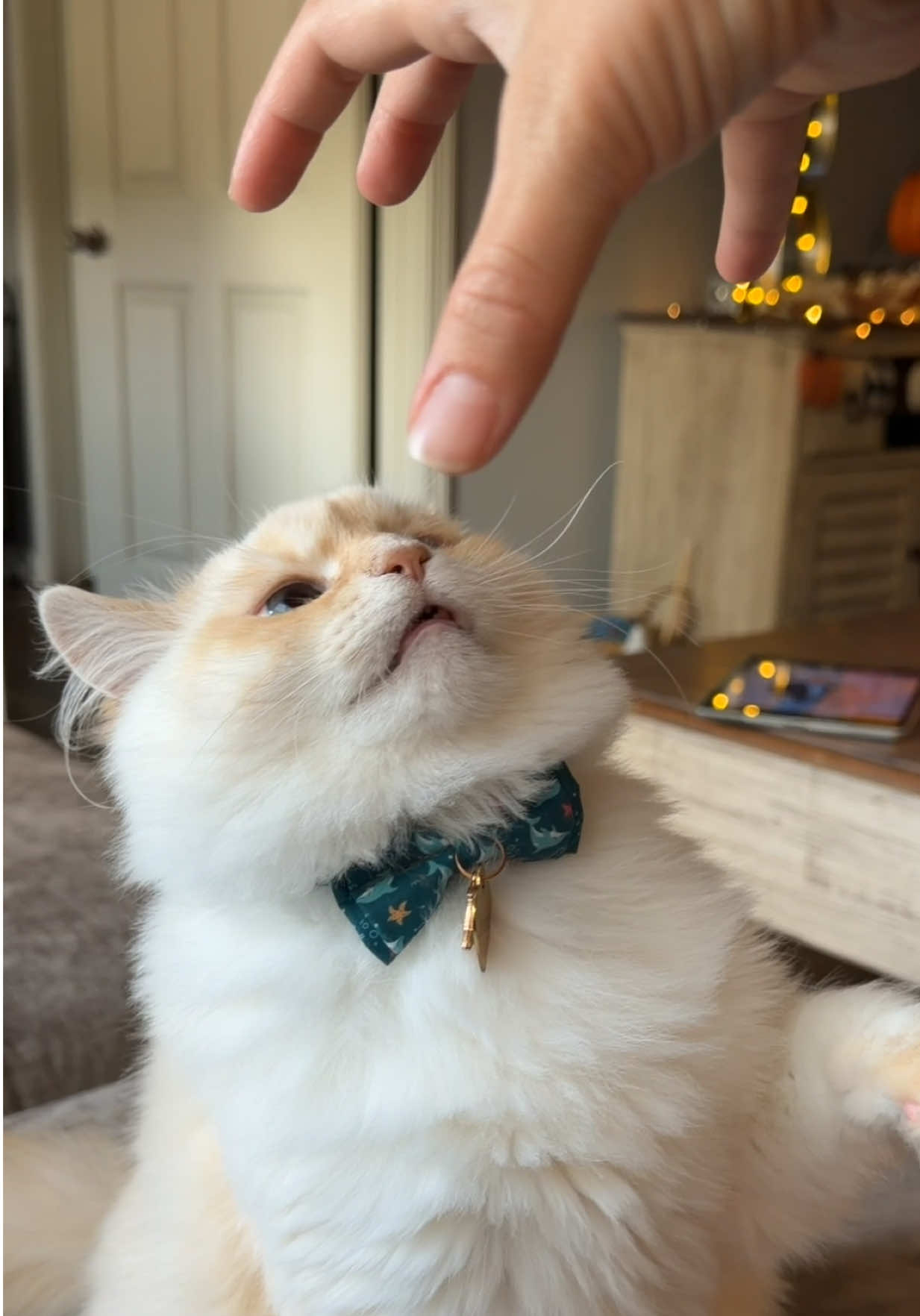 @jaredthecrosseyedcat