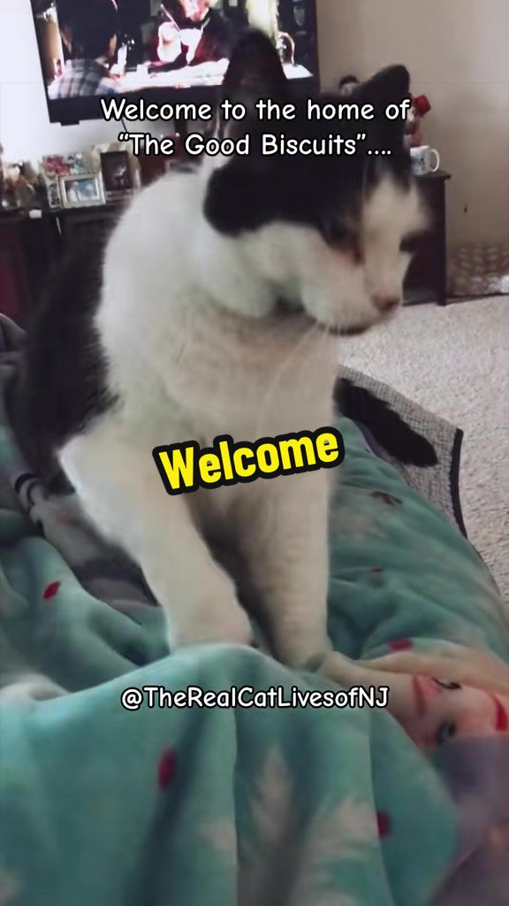 @🐾Therealcatlivesofnj 🐾