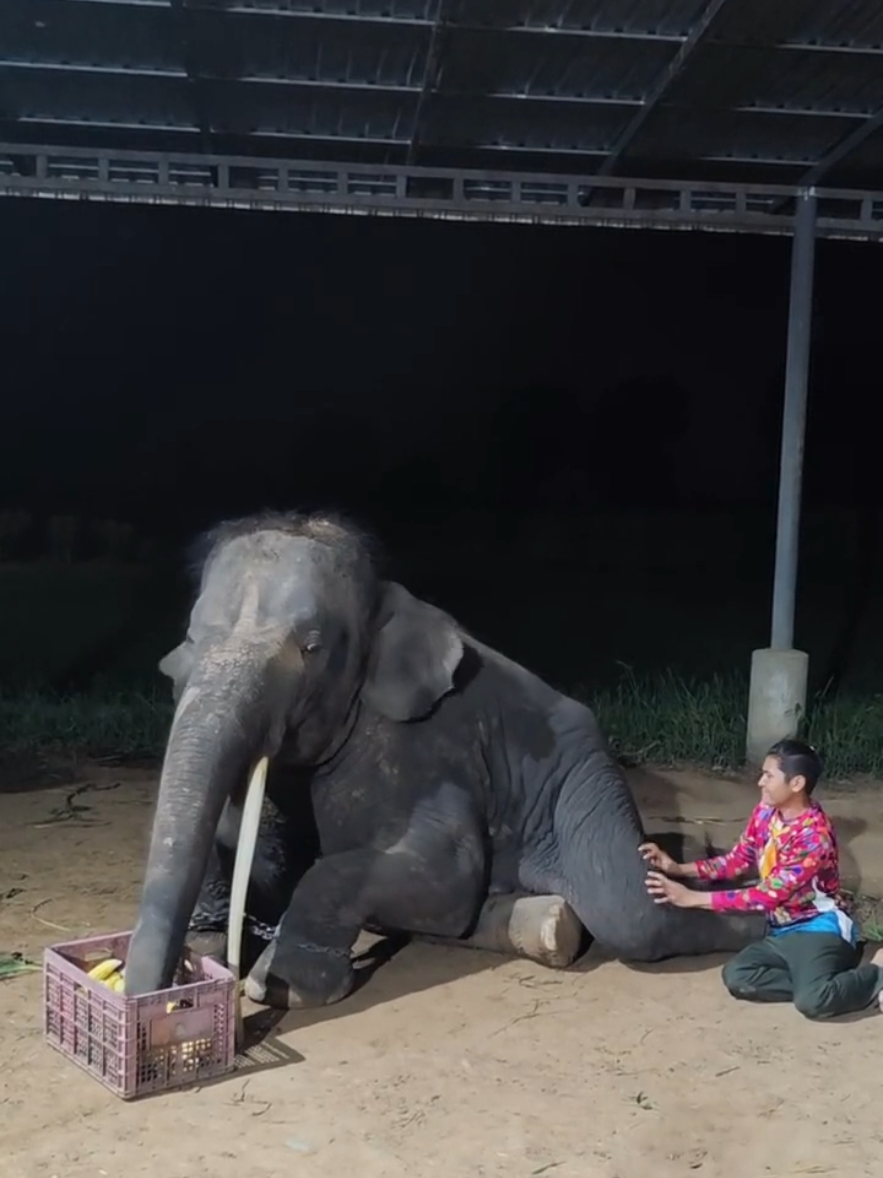 @ควาญช้างสาว"ชาลิดา"