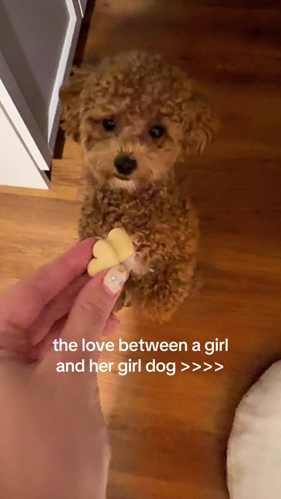 @Malibu Maltipoo 🎀