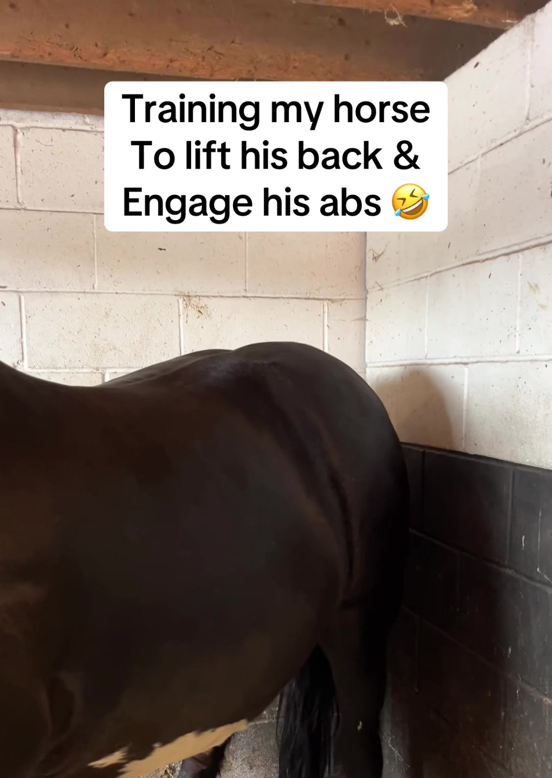 @Equine-Release