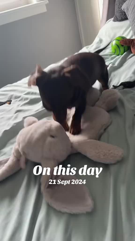 @ciciolive_mini_weiners