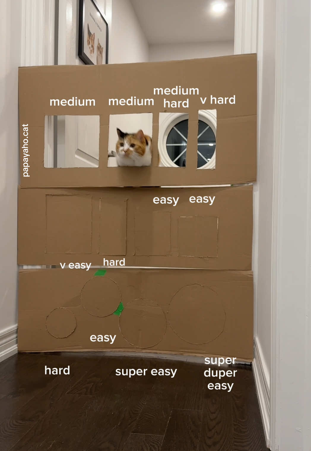 @Papaya the Cat