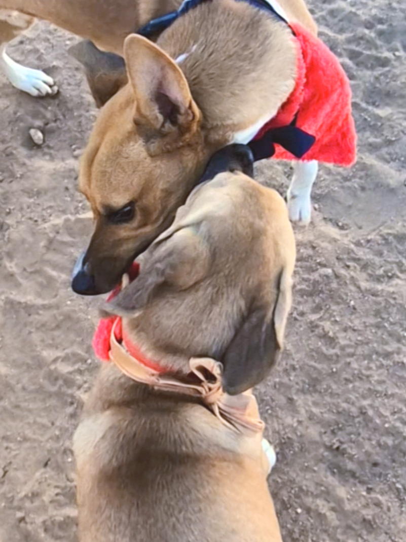 @Bimba/Nikita/Bruno🦴🐕