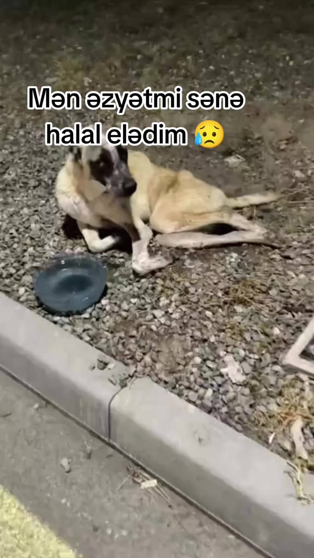 @Sahibsiz heyvanlara dəstək