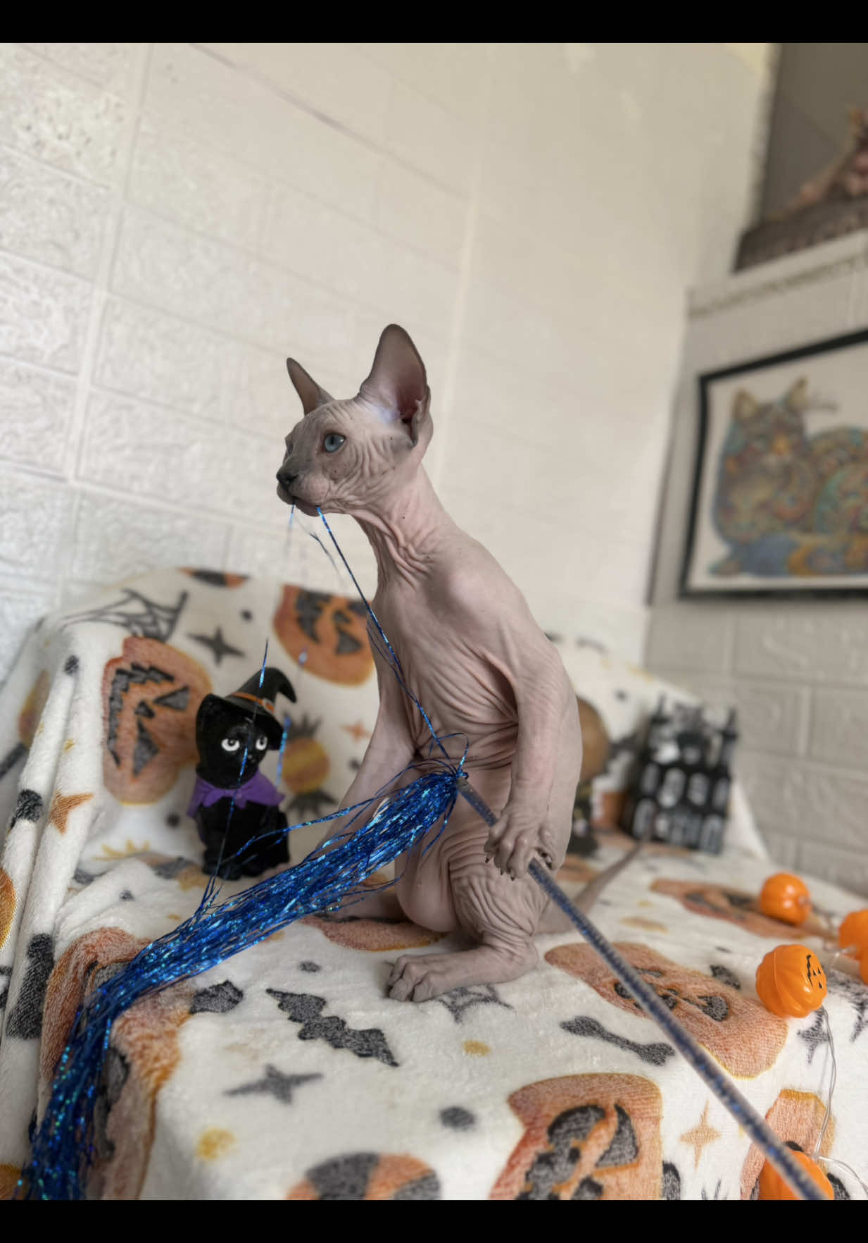 @Diana Ciortan Sphynx Romania