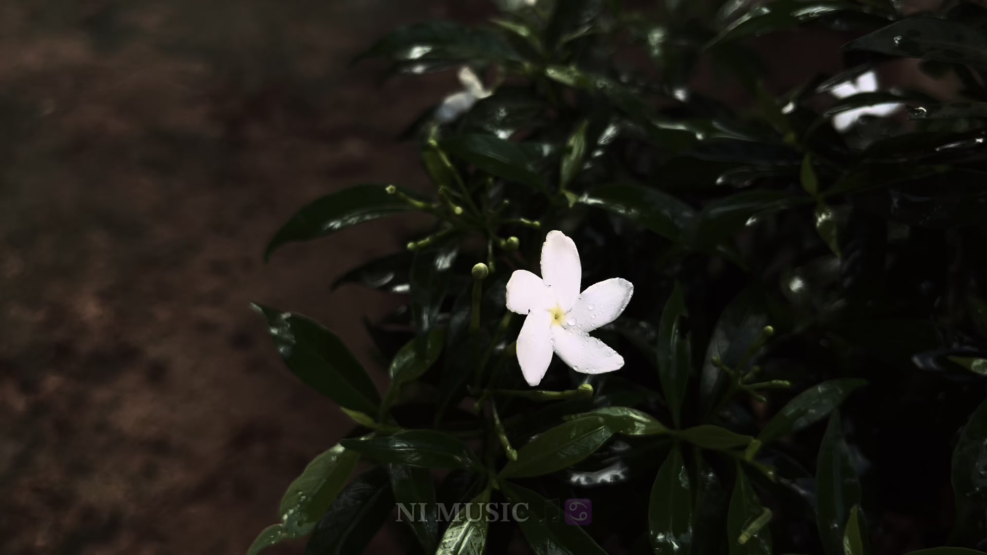 @𝐍𝐈 𝐌𝐔𝐒𝐈𝐂 🎵♋