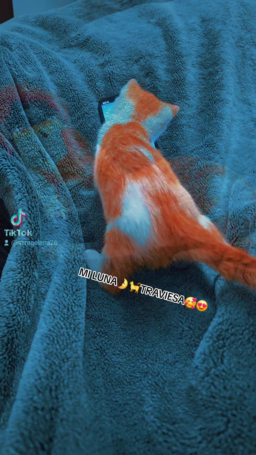 @Mirna🏳️&zwj;🌈👑🌛🐈🕷&hearts;️&spades;️🧸🐼🆎️