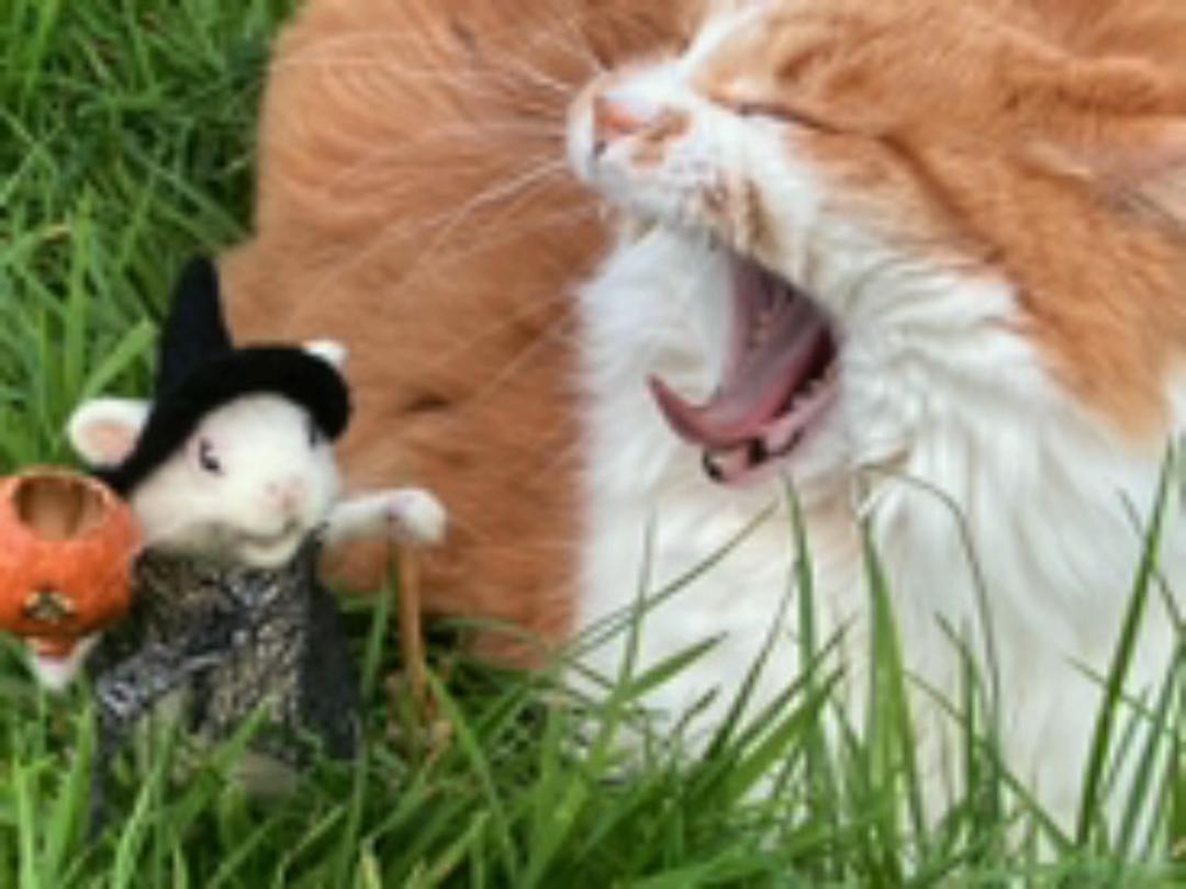 @Goofy Toothy